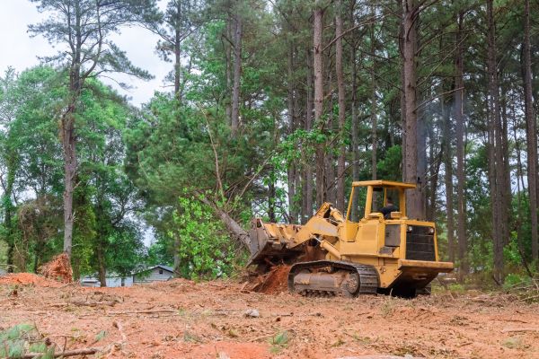 Cost of Forestry Clearing in Anderson