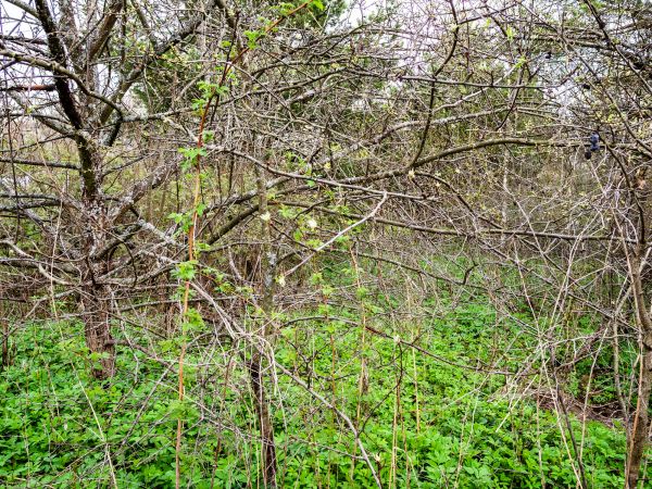 Cost of Underbrush Clearing in Anderson