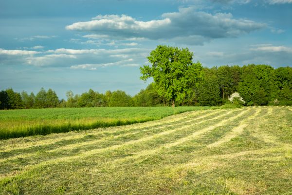 Cost of Vegetation Removal in Anderson
