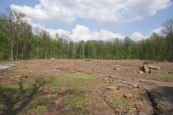 Cost of Pasture Clearing in Anderson