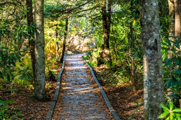 Cost of Trail Clearing in Anderson